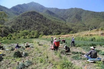 五一丰收季：玉龙县巨甸镇村民采挖红葱忙